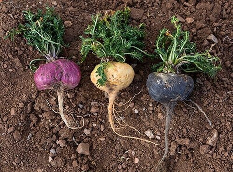 Maca Peruana